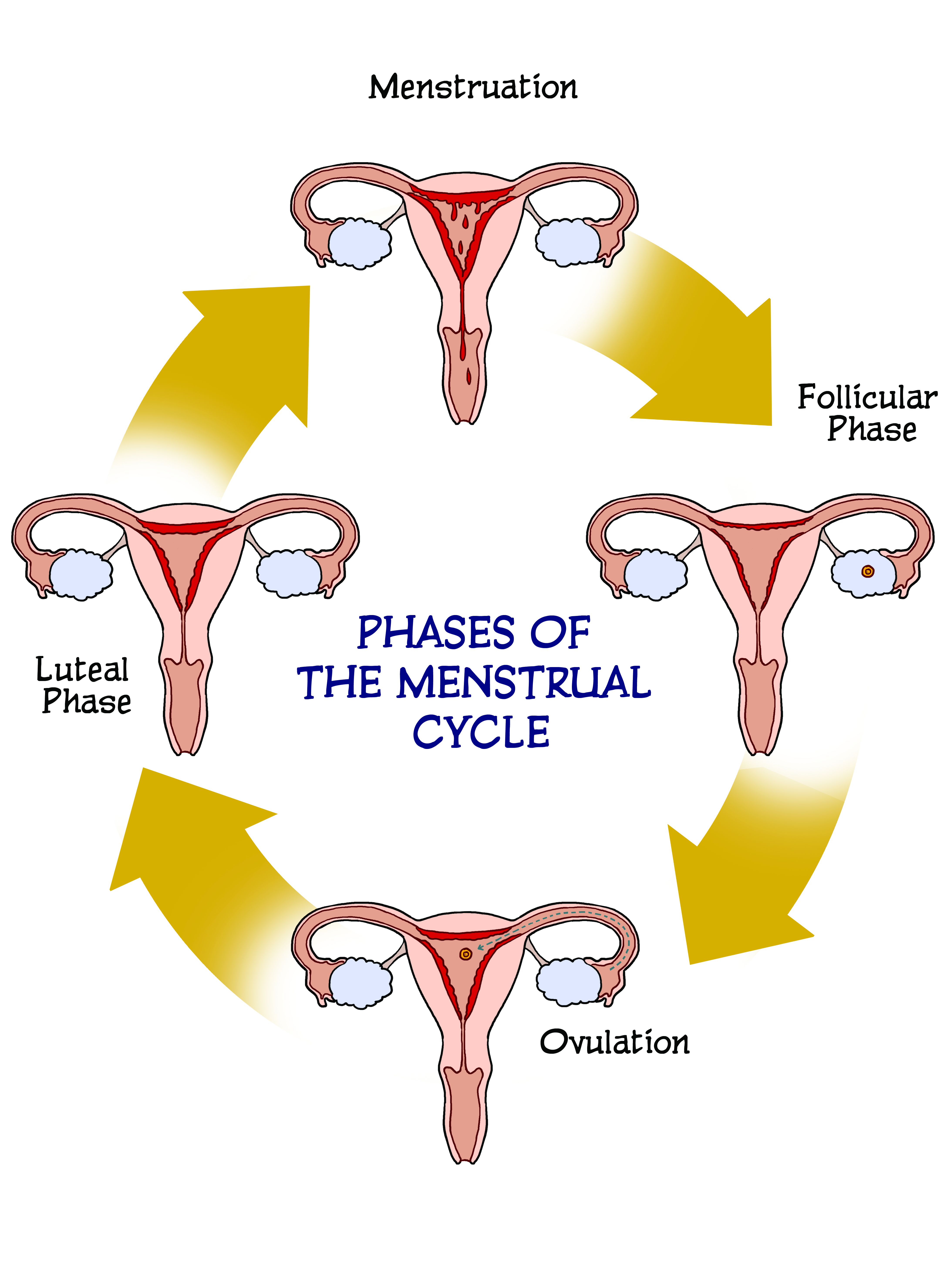 A Guide To Every Phase Of The Menstrual Cycle